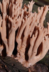 Ramaria pyrispora