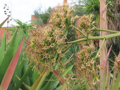 Agave fourcroydes