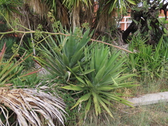 Agave fourcroydes