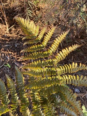 Dryopteris erythrosora