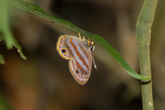 Euselasia thusnelda