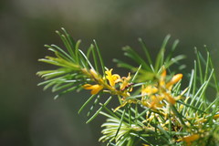 Persoonia isophylla
