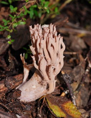 Ramaria pyrispora