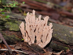 Ramaria pyrispora