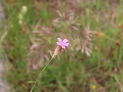 Petrorhagia nanteuilii