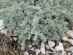 Artemisia alpina