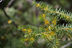 Persoonia isophylla