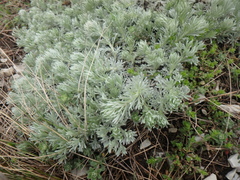 Artemisia alpina