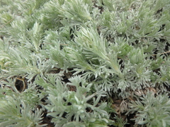 Artemisia alpina
