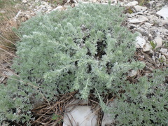 Artemisia alpina