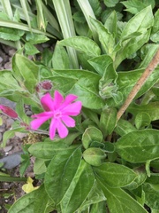 Silene × hampeana