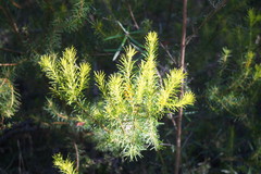 Persoonia isophylla