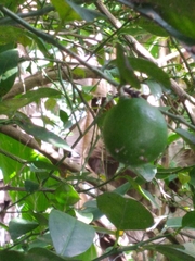 Citrus × aurantiifolia