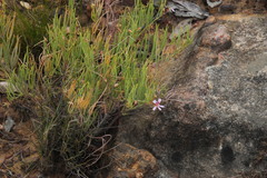 Pelargonium laevigatum oxyphyllum