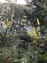 Verbascum galilaeum