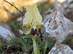 Iris pumila attica