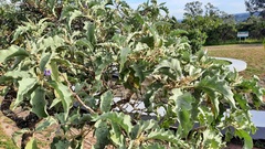 Solanum falciforme