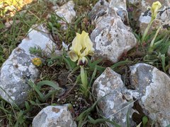 Iris pumila attica