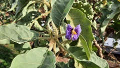 Solanum falciforme