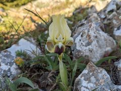 Iris pumila attica