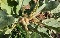 Solanum falciforme