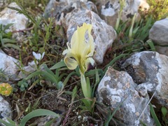 Iris pumila attica