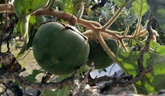Solanum falciforme