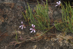 Pelargonium laevigatum oxyphyllum