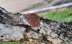 Solanum falciforme