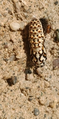 Melitaea didyma