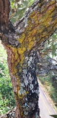 Solanum falciforme