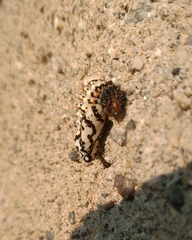 Melitaea didyma