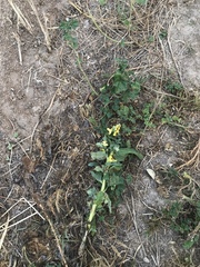 Verbascum galilaeum
