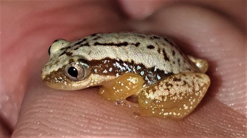 Snoring Leaf-folding Frog, Afrixalus crotalus