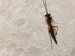 Syrphoctonus tarsatorius