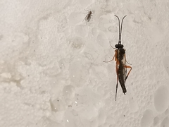 Syrphoctonus tarsatorius