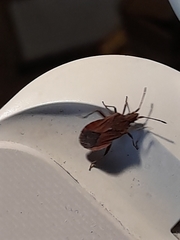 Anoplocerus elevatus