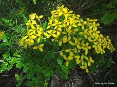 Brachyglottis perdicioides