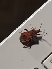 Anoplocerus elevatus