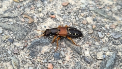 Staphylinus dimidiaticornis