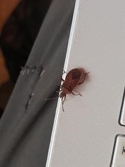 Anoplocerus elevatus