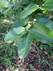 Cassipourea gummiflua