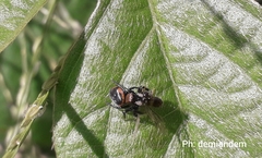 Phiale roburifoliata