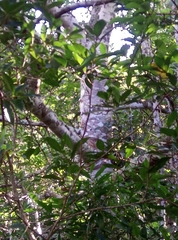 Cassipourea gummiflua