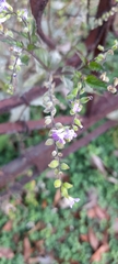 Angiospermae