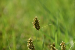 Carex otrubae