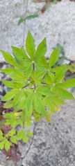 Magnoliopsida