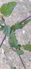 Magnoliopsida
