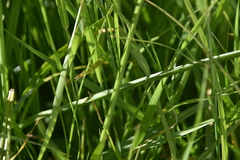 Carex otrubae