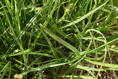 Carex otrubae